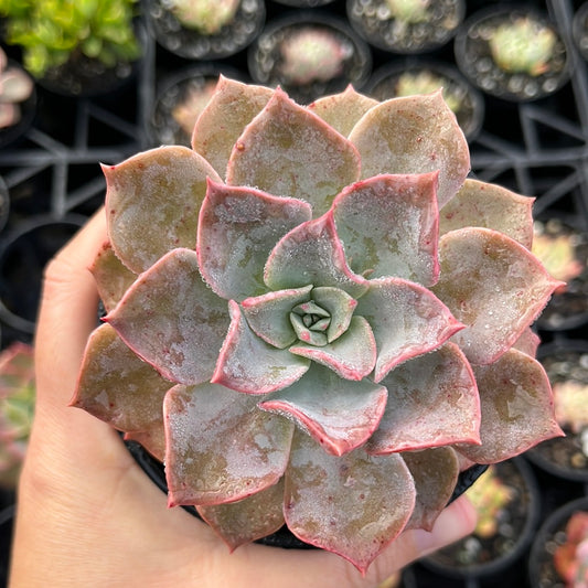 Graptoveria Coconut Ice (LG)