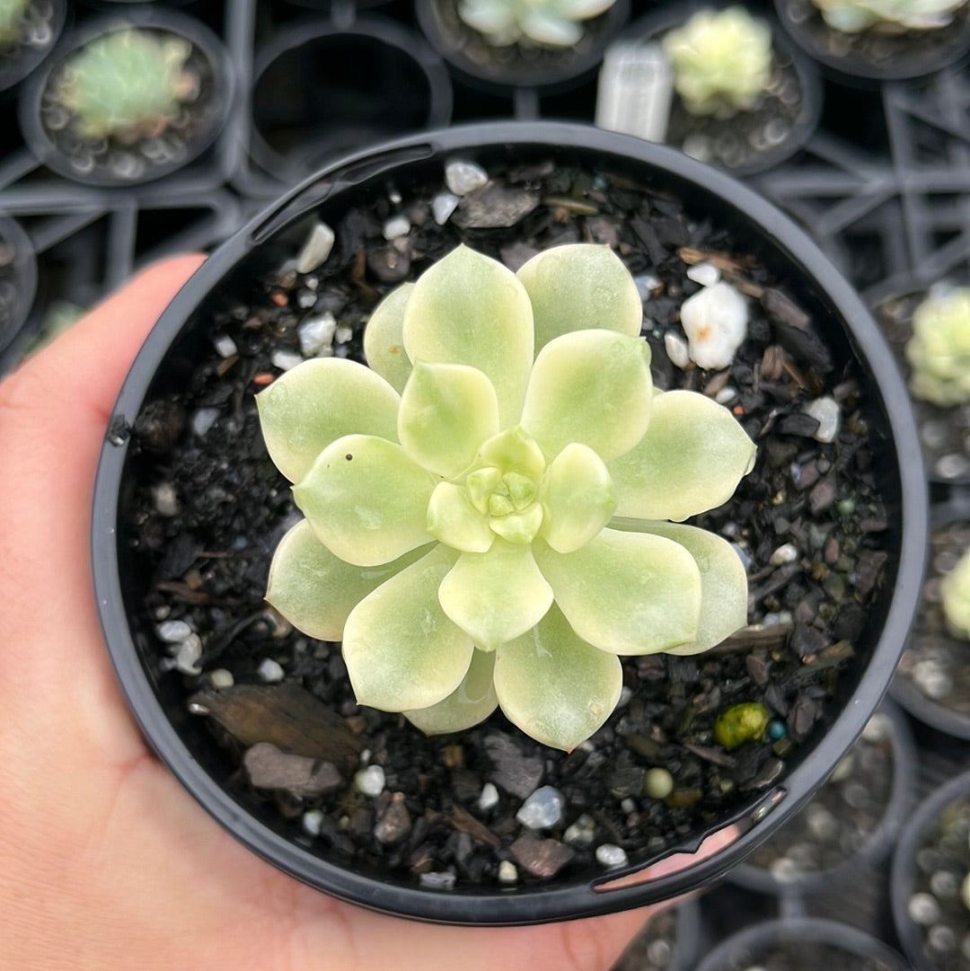 Echeveria Tango Variegata (LG)