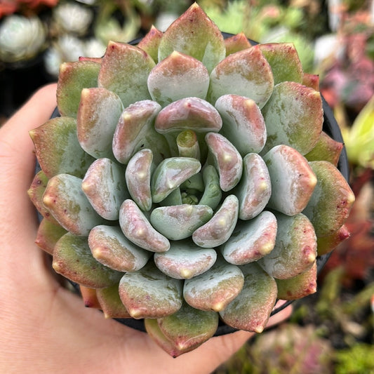 Pachyveria Azul (LG)