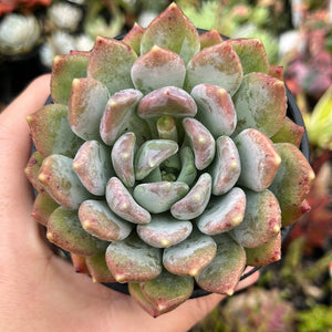 Pachyveria Azul (Large)