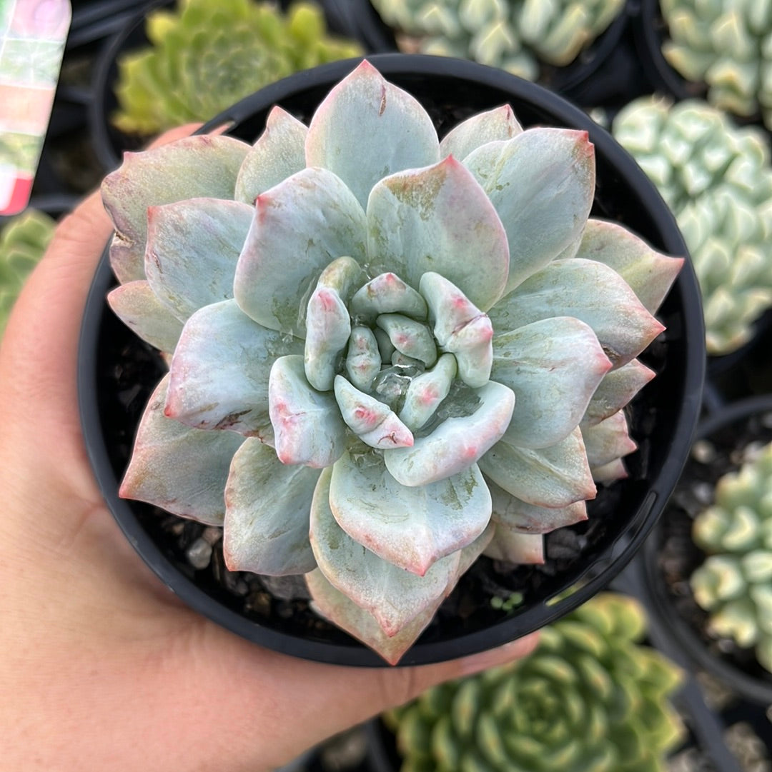 Echeveria Bluebird Montrose (LG)