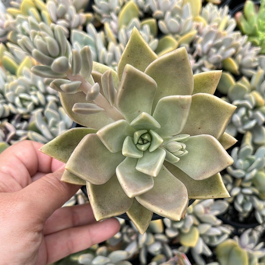 Graptoveria Luna (LG)