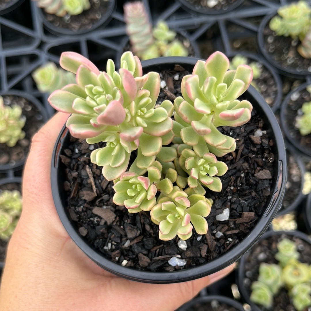 Sedum Joyce Tulloch Variegata  (LG)