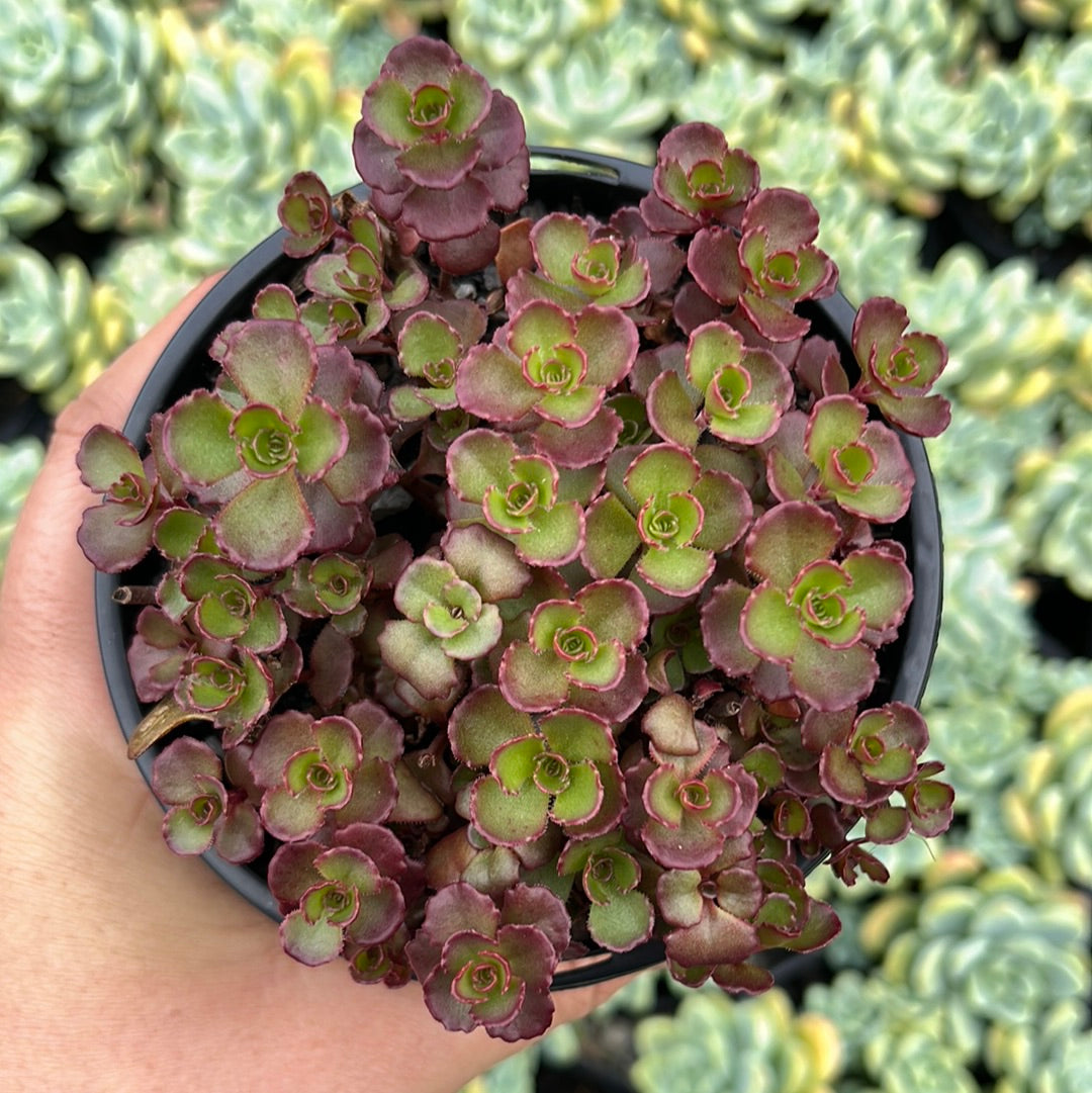 Sedum Dragons Blood (LG)