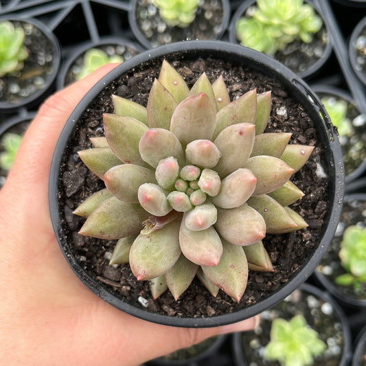 Pachyveria Angel Finger (LG)