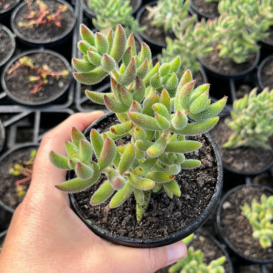 Crassula Mesembryanthemoides (LG)