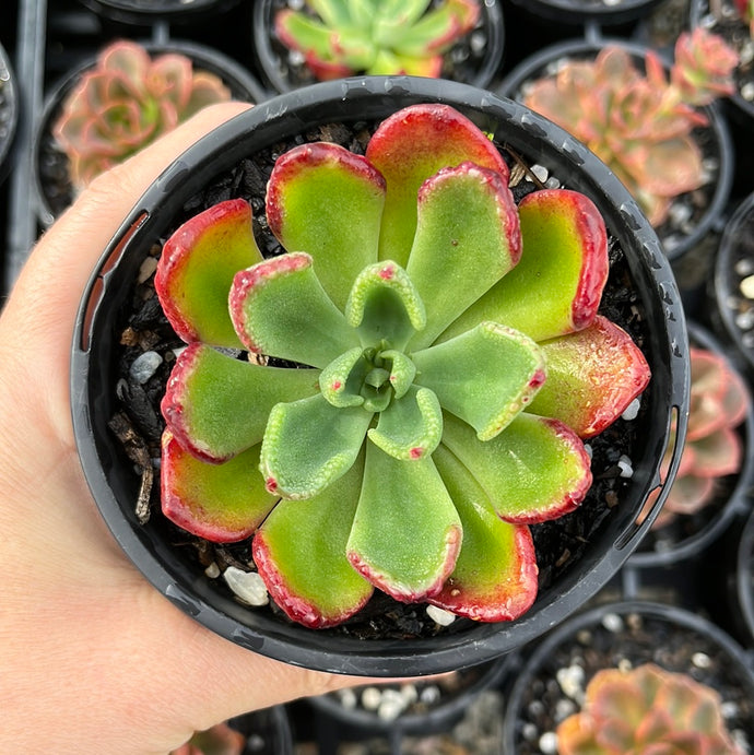 Echeveria Setosa Oteroi (Large)