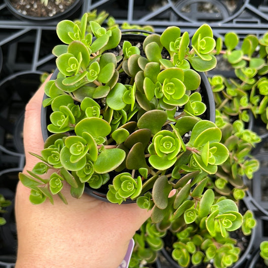 Sedum Tornado (LG)